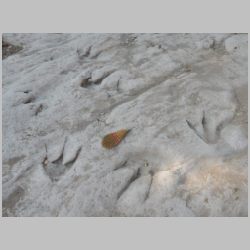 DSCN0394cr New theropod.jpg